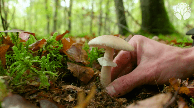 Être autonome en cueillette des champignons