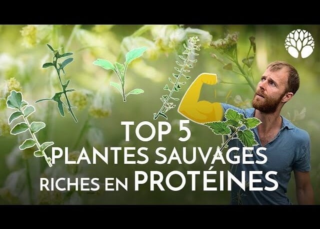 Le top 5 des plantes sauvages riches en protéines