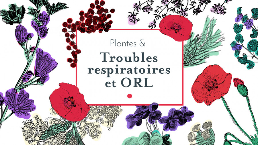 Plantes & troubles respiratoires et ORL