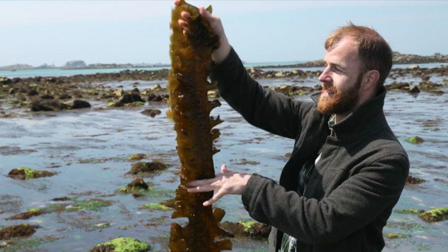 Algues comestibles - Saint-Malo - 29-06-2025