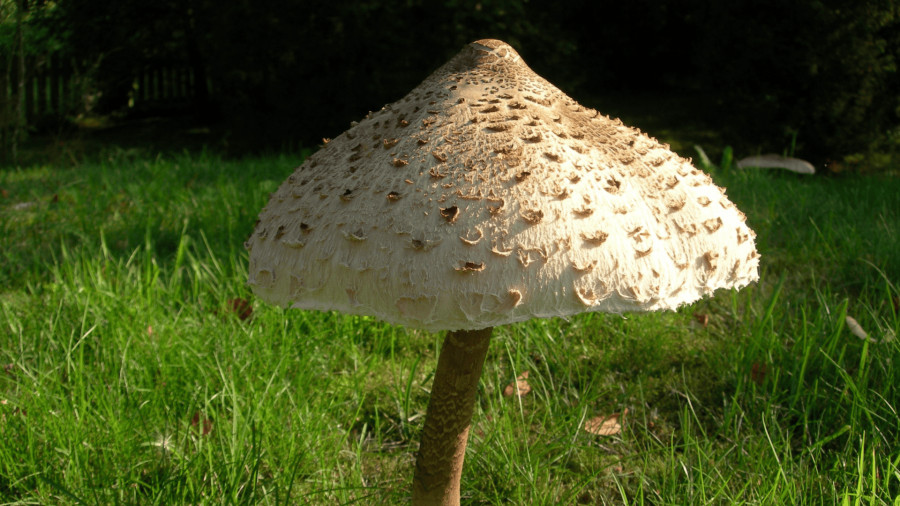 Stage champignons - Guéret - Guéret - 04-10-2025