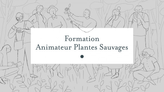 Formation Animateur plantes sauvages