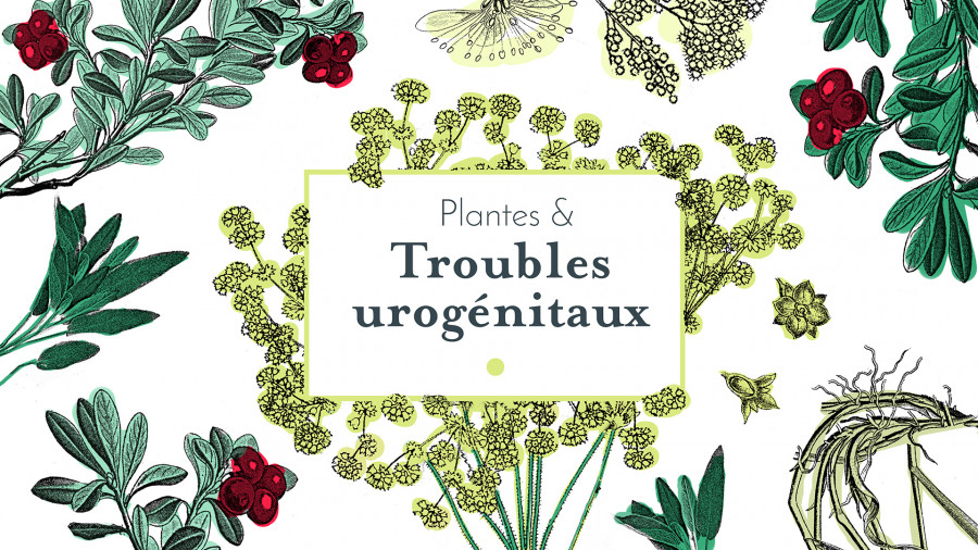 Plantes & troubles urogénitaux