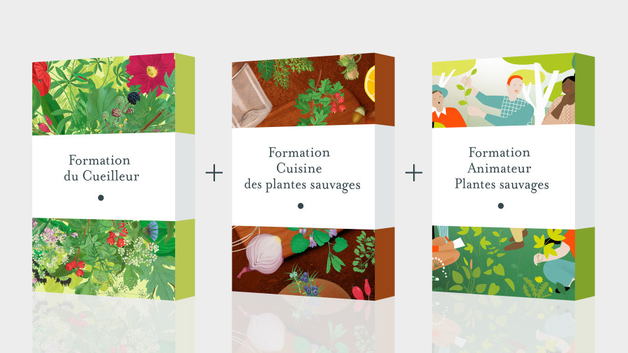 Cursus complet plantes sauvages : cueillette, usages et transmission - Formation en ligne