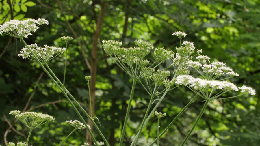 Stage plantes sauvages comestibles et médicinales - Bois de Vincennes - Foch - 04-04-2026