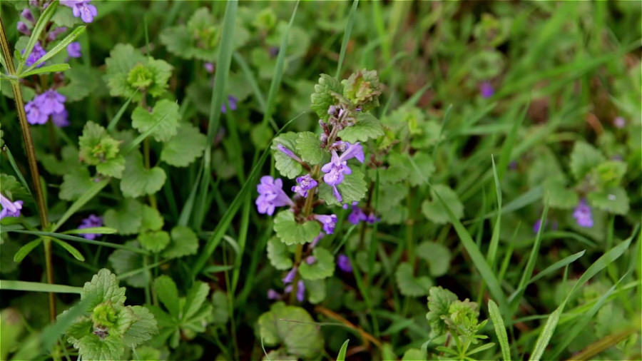 Stage plantes sauvages comestibles - Haute Savoie - Allinges - 30-05-2026