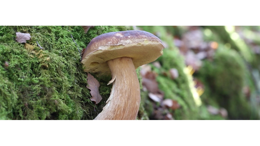 Stage champignons - Suisse - Forêt de Cortaillod - 08-11-2025