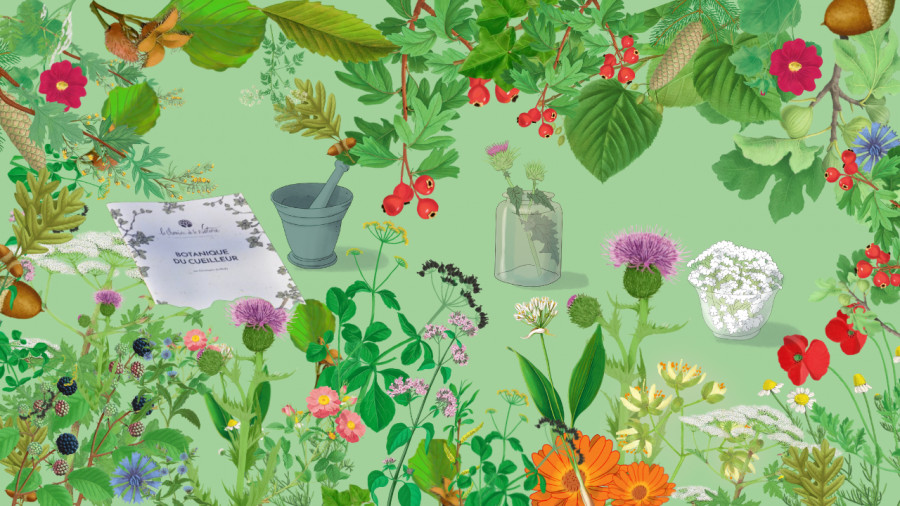 Formation Terrain - 2 sessions 5 jours -  Plantes sauvages comestibles et médicinales - avec module animateur  - 22-04-2026