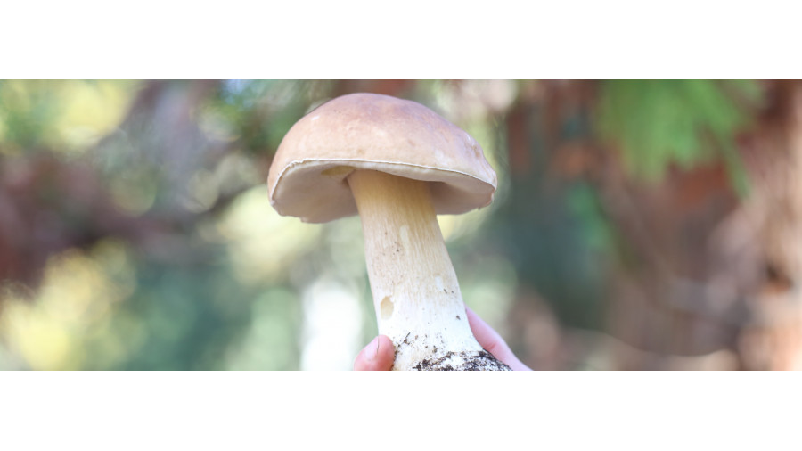 Stage Champignons - Morbihan - Plouay - 23-10-2026