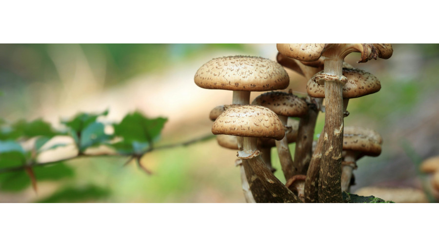 Stage plantes sauvages et champignons - Fontainebleau - Forêt de Fontainebleau - 19-09-2026