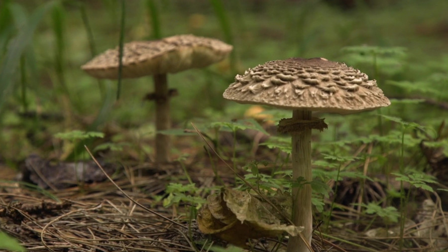 Stage 1 jour champignons - Fontainebleau - Forêt domaniale de Fontainebleau - 13-10-2026