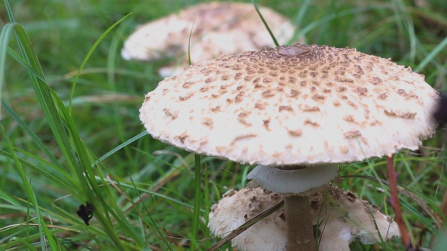 Stage champignons - Troyes - Foret d'Orient - 07-11-2026