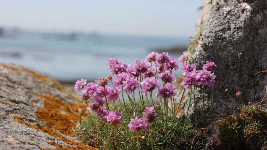 Stage algues et plantes sauvages comestibles - Ile de Batz - 21-03-2027
