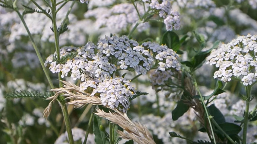Stage plantes sauvages comestibles et médicinales - Isère - Le Touvet - 03-04-2027