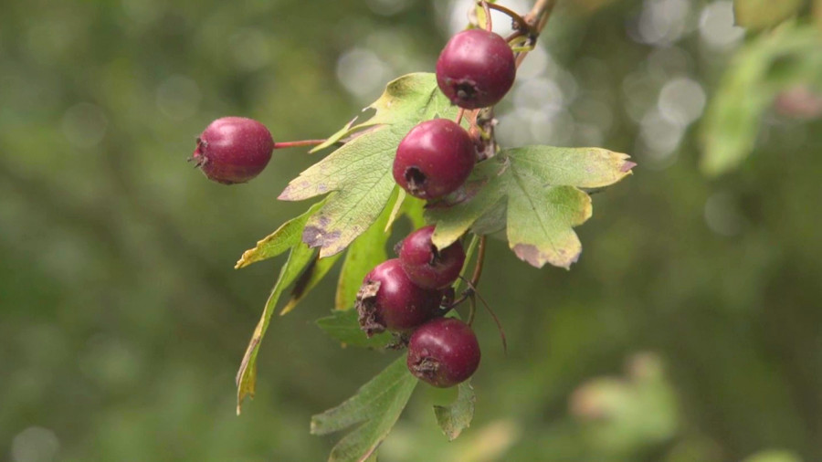Stage 1 jour plantes sauvages comestibles et médicinales - Morbihan - Arradon - 17-10-2026
