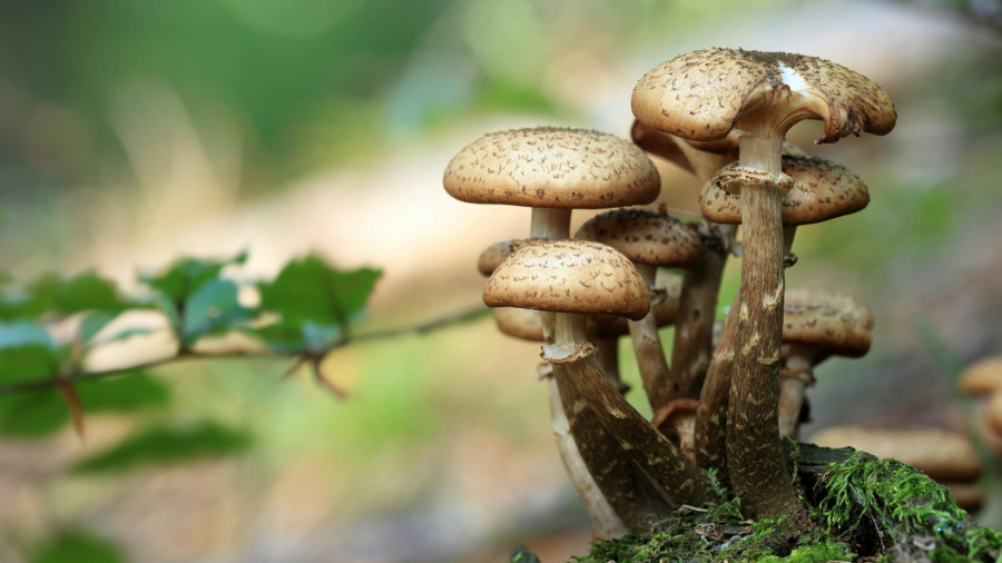 Plantes sauvages et champignons - Bois de Vincennes - Foch - 09-10-2026