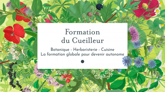 Formation du Cueilleur : Plantes Sauvages et Botanique