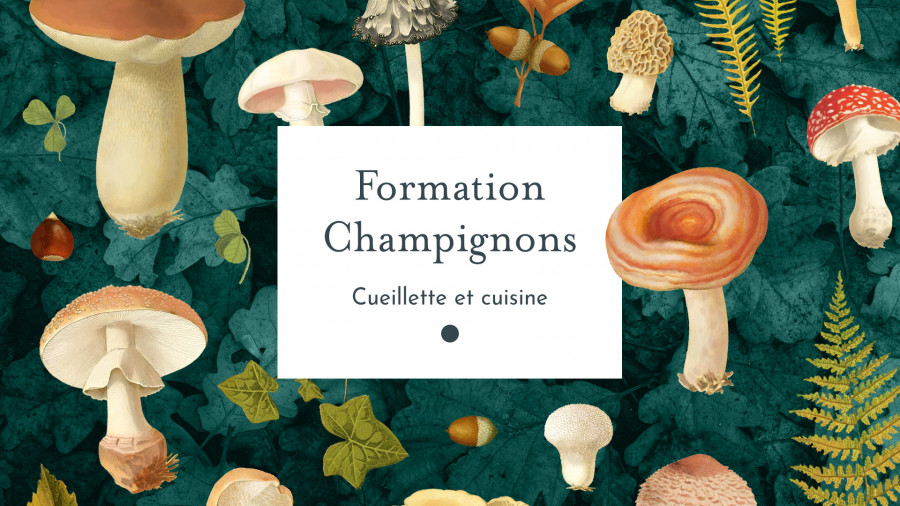Formations et Stages sur les Champignons, Plantes sauvages et Arbres