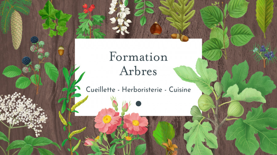Formation Arbres et Cueillettes du Chemin de la Nature
