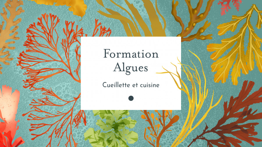 Formation Algues du Chemin de la Nature