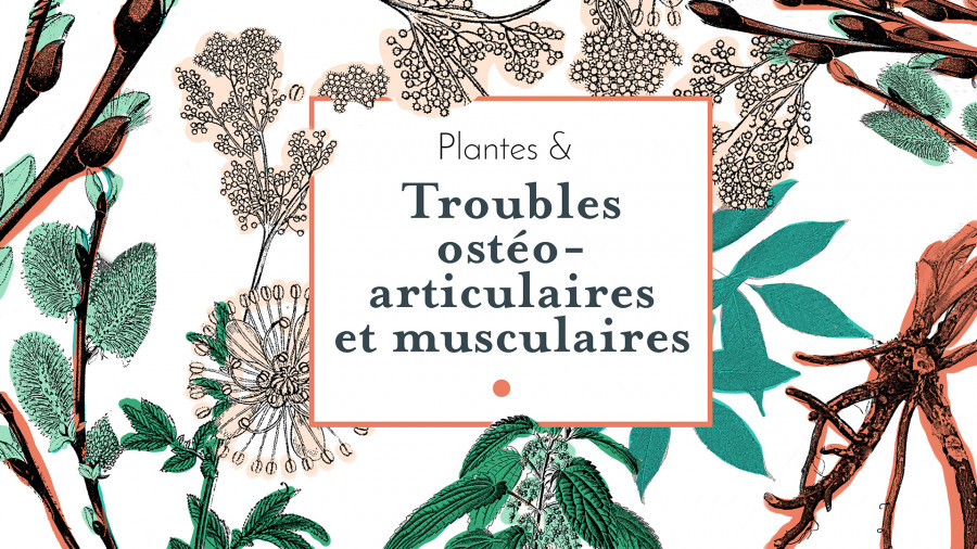 Plantes & troubles ostéo-articulaires et musculaires