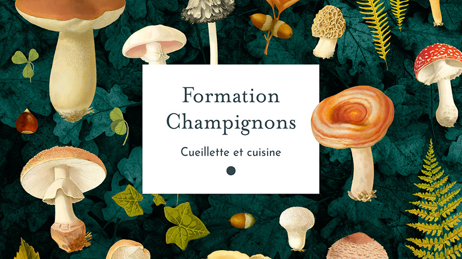 FormationChampignons.jpg