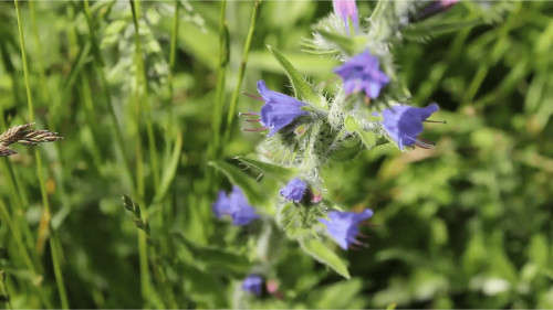 Stage 1 jour plantes sauvages comestibles et médicinales - Fontainebleau