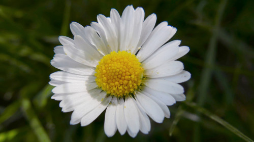 Plantes sauvages comestibles
