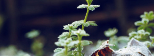 Plantes sauvages comestibles