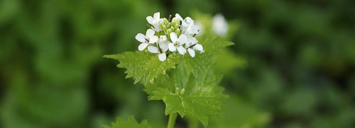 Plantes sauvages comestibles