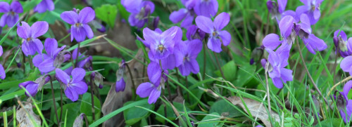 Plantes sauvages comestibles