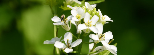 Stage plantes sauvages comestibles  - Fontainebleau