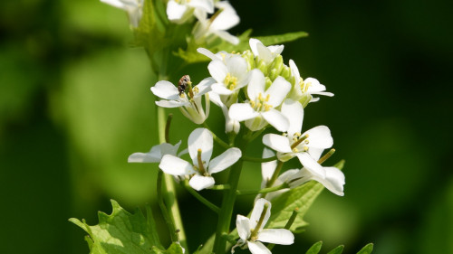 Stage plantes sauvages comestibles  - Fontainebleau