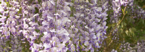 Stage botanique - plantes sauvages comestibles et médicinales - Fontainebleau