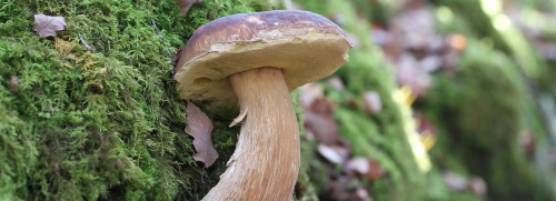 Stage champignons - Suisse