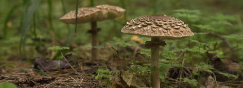 Stage 1 jour champignons - Fontainebleau
