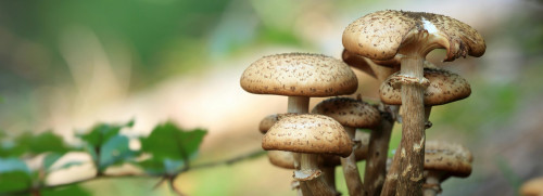 Plantes sauvages et champignons