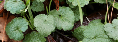 Stage 1 jour plantes sauvages comestibles  - Fontainebleau