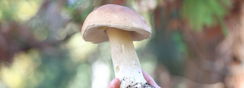 Stage Champignons - Morbihan