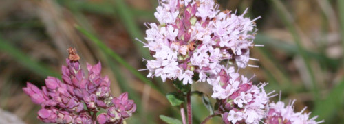 Stage bio-indication par les plantes