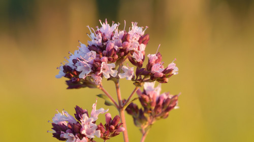 Stage bio-indication par les plantes