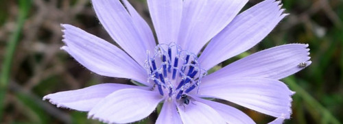 Stage plantes sauvages comestibles - Rhône