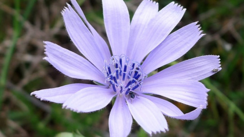 Stage plantes sauvages comestibles - Rhône
