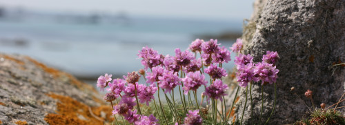 Stage algues et plantes sauvages comestibles - Finistère