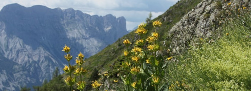 Stage plantes sauvages comestibles - Haute Savoie - Montagne