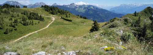 Stage plantes sauvages comestibles - Haute Savoie - Montagne