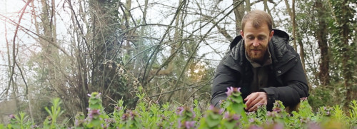 Plantes sauvages et arbres en hiver