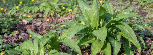 Plantes sauvages comestibles et ail des ours
