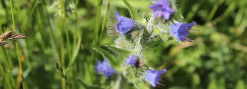 Stage 1 jour plantes sauvages comestibles et médicinales - Vincennes