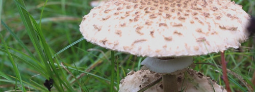 Stage champignons - Troyes